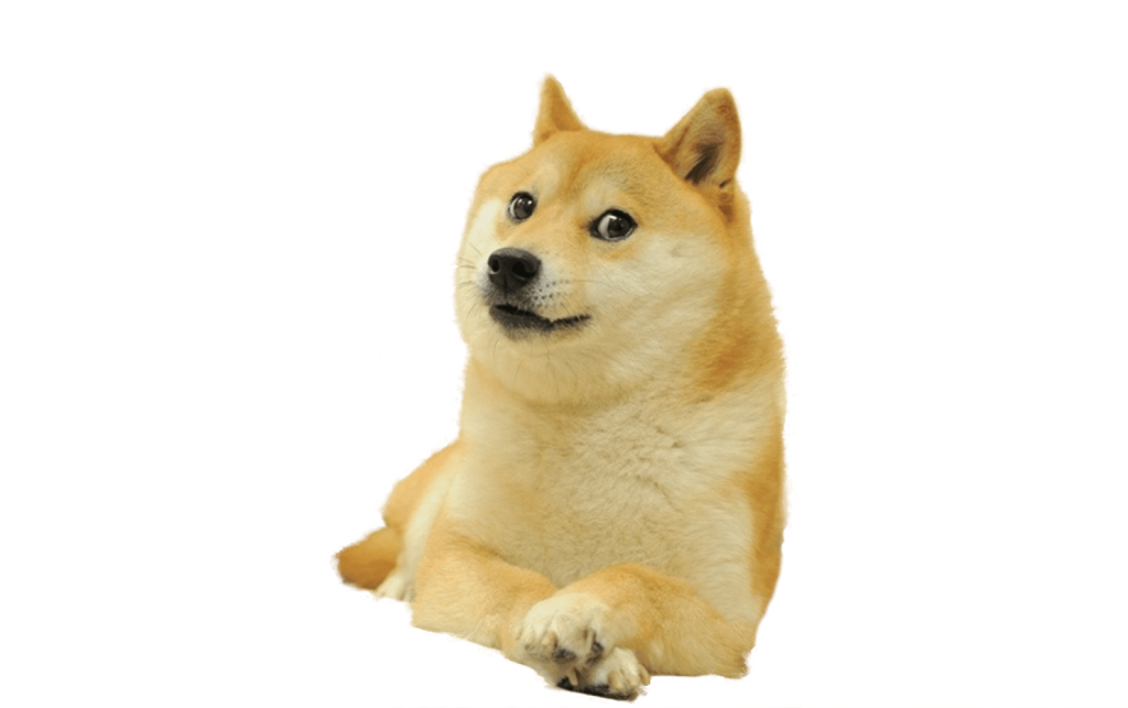 Doge: Esse cachorrinho da raça Shiba é uma fofura! Sua expressão desconfiada conquistou a internet.