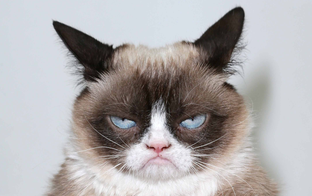 Grumpy Cat: A gatinha com cara de brava é usada para expressar descontentamento nas redes sociais desde 2012.